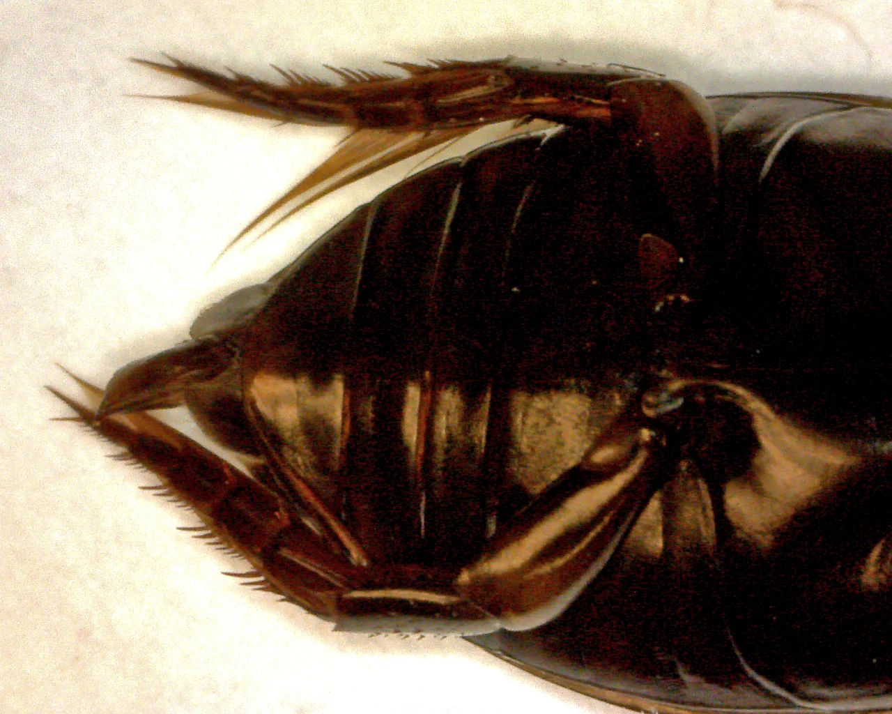 Thermonectus basillaris