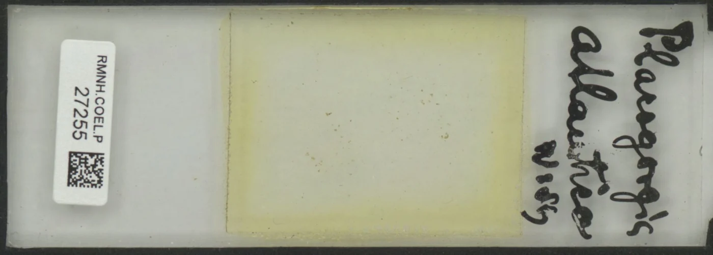 Thesea alternata