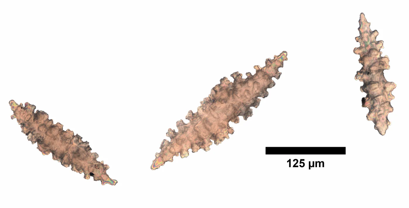Thesea dendritica
