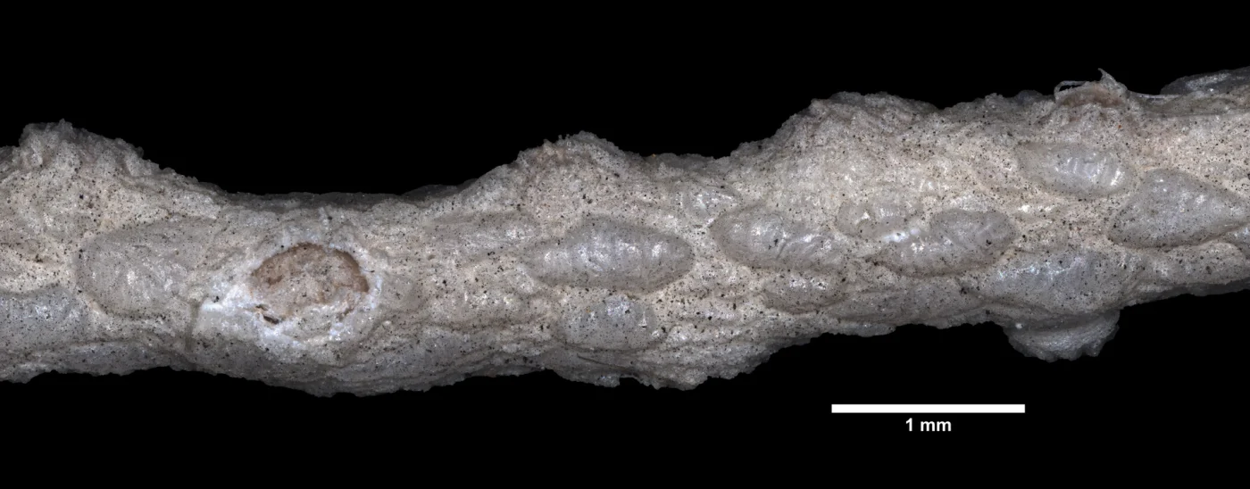 Thesea parviflora