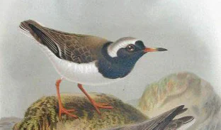 Shore Dotterel