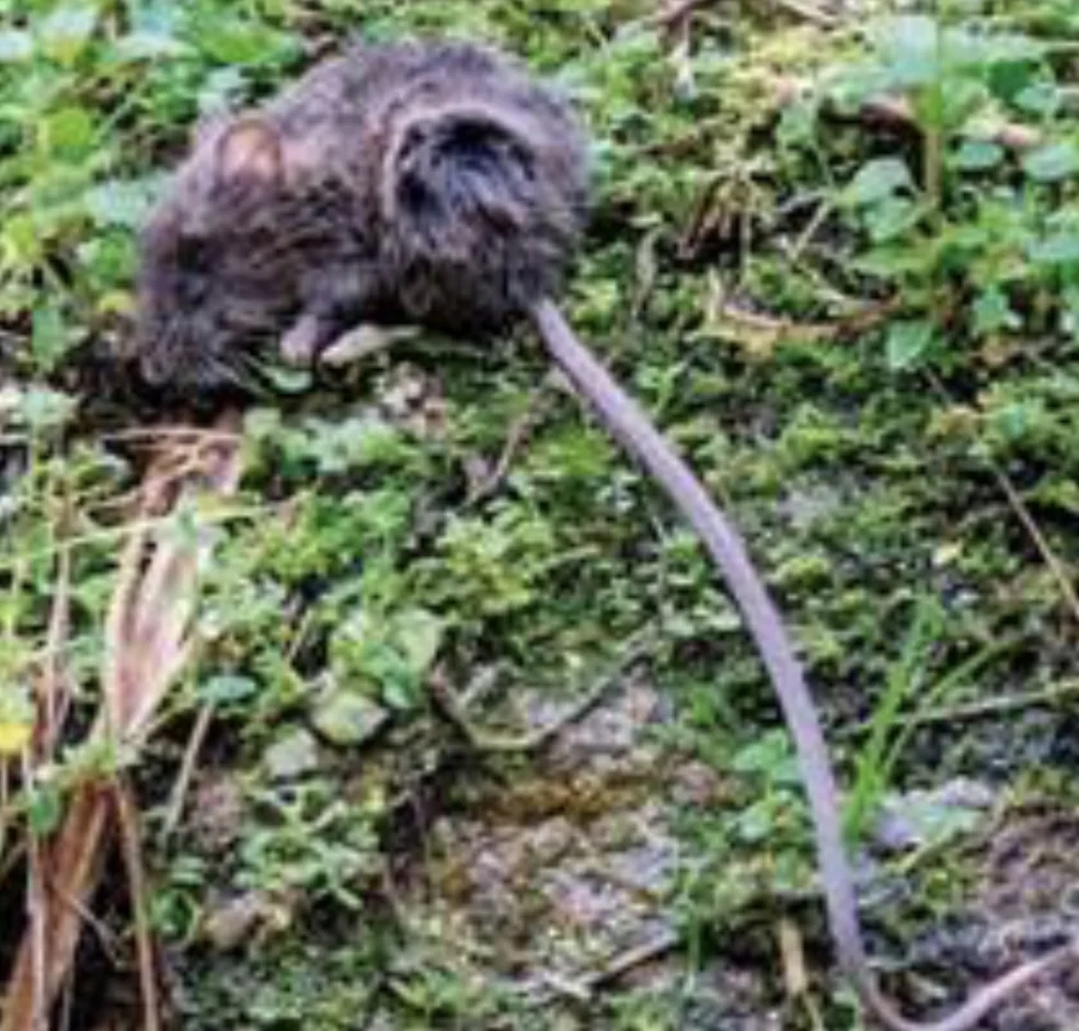 White-tipped Oldfield Mouse