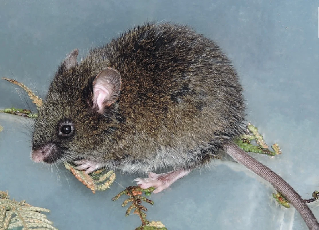 Ash-colored Oldfield Mouse
