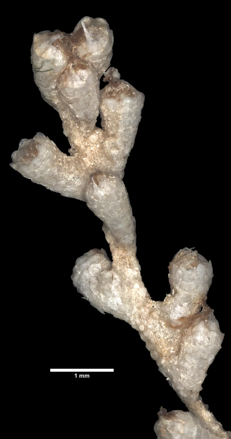 Thouarella longispinosa