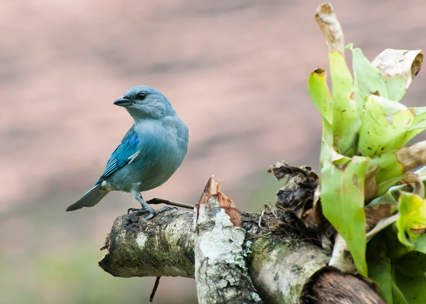 Azure-shouldered Tanager