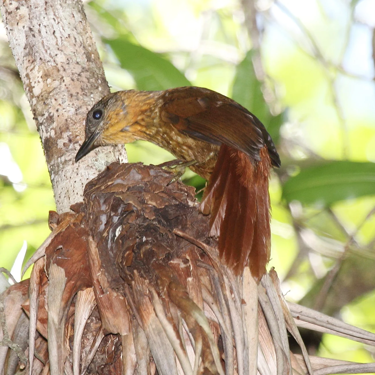 Streak-breasted Treehunter