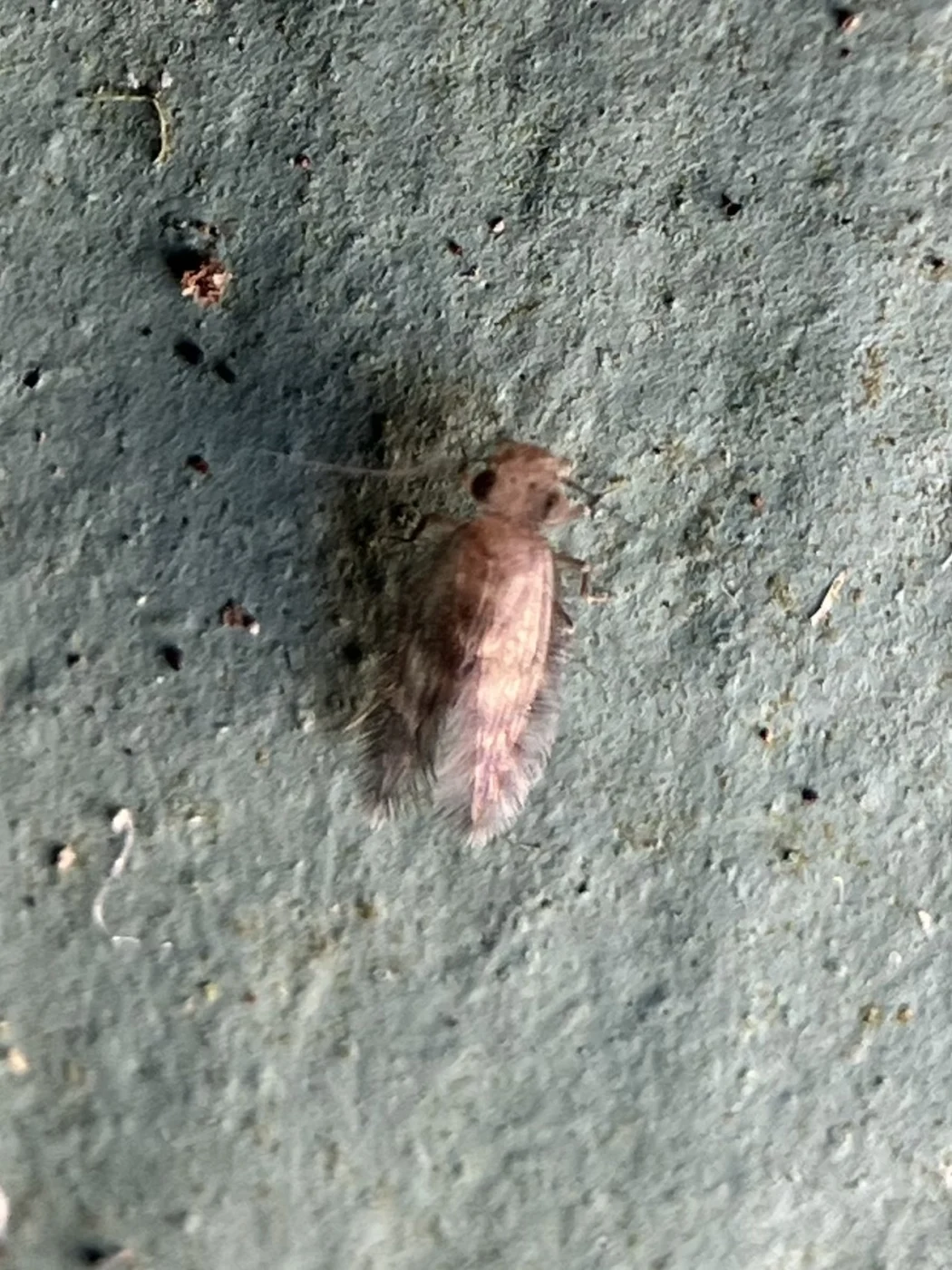 Thylacella cubana