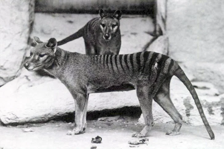 Tasmanian tiger