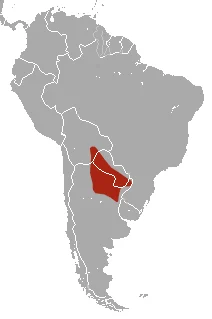 Austral Mouse Opossum