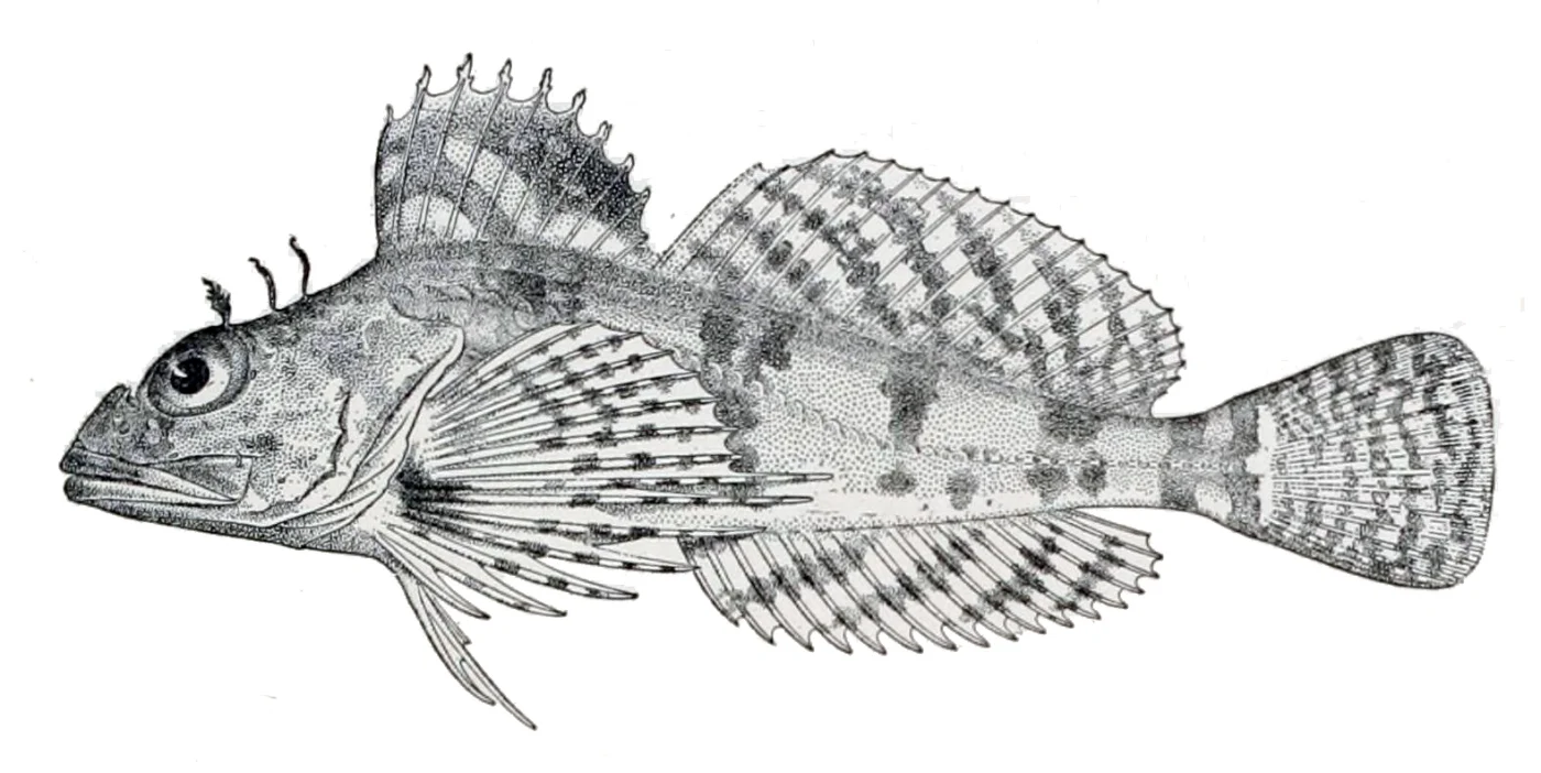sponge sculpin