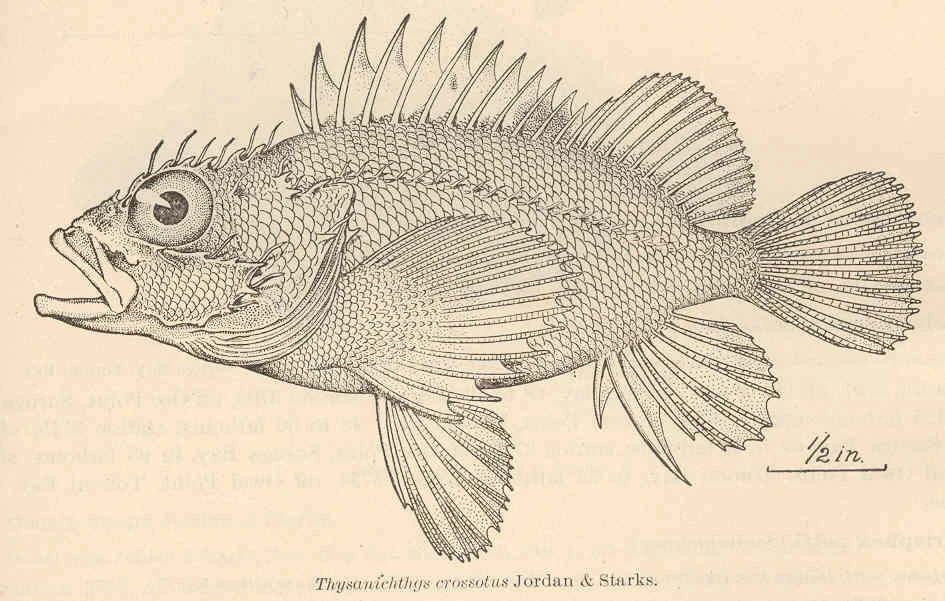 Thysanichthys crossotus