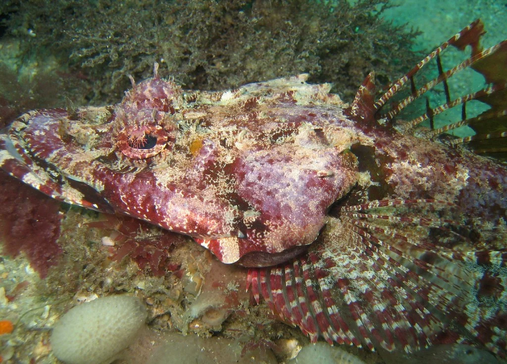 variegated flathead
