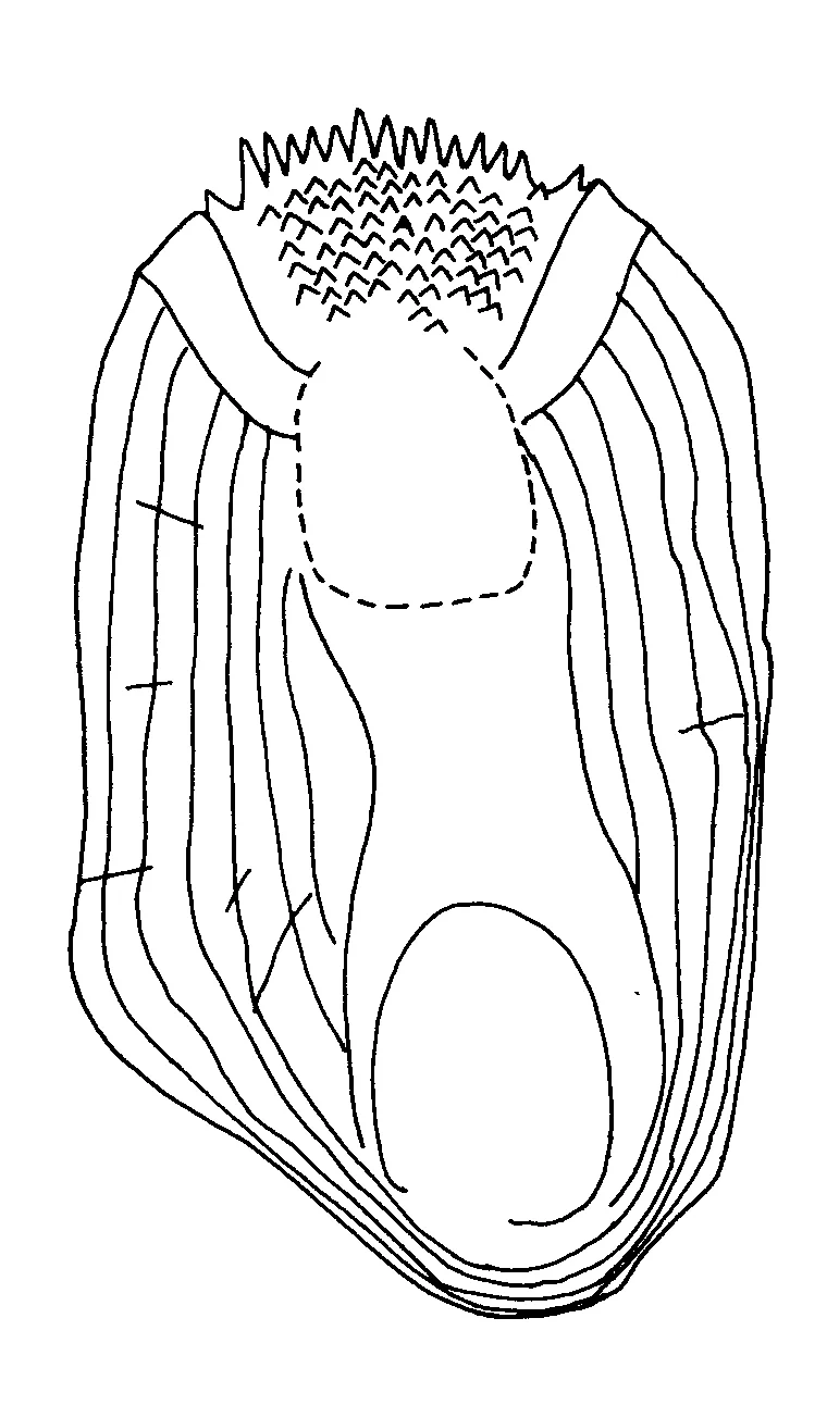 Thysanophrys longirostris