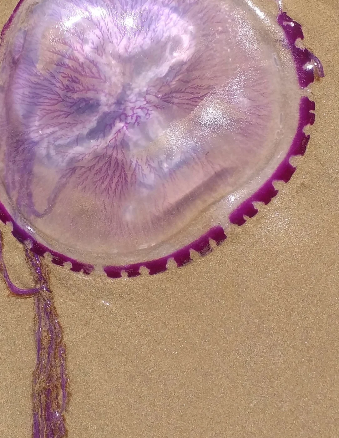 Surf Jellyfish