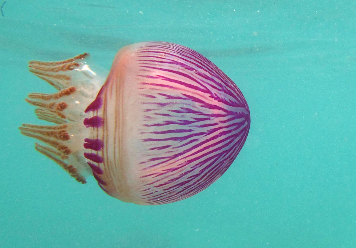 Thysanostoma melitea