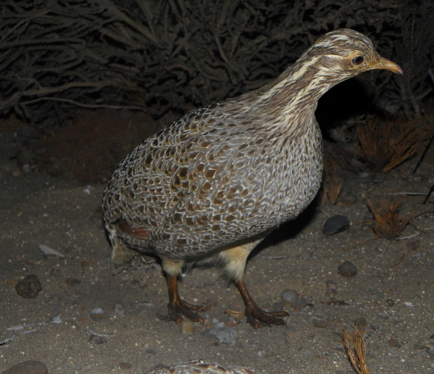 Patagonian Tinamou