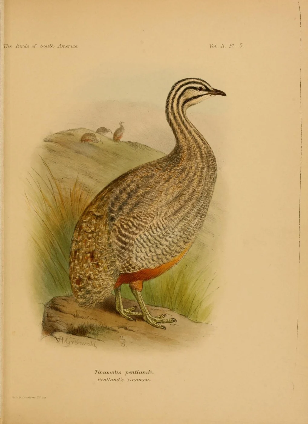 Puna Tinamou