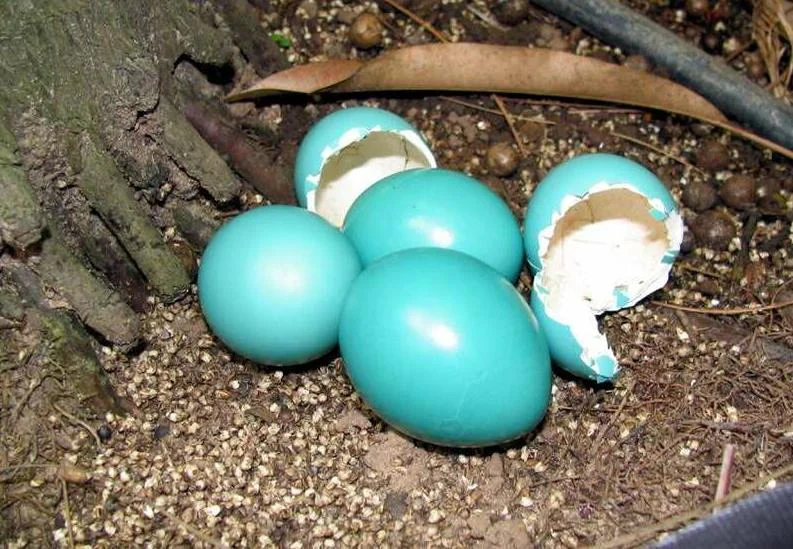 White-throated Tinamou