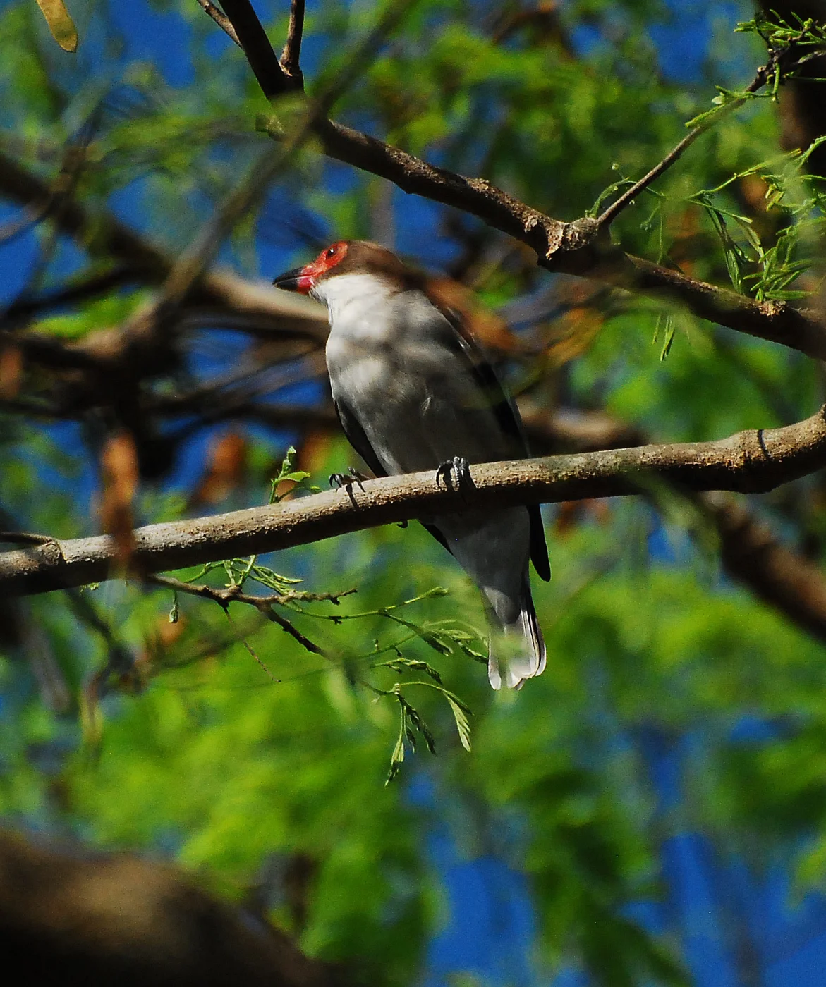 White-tailed Tityra