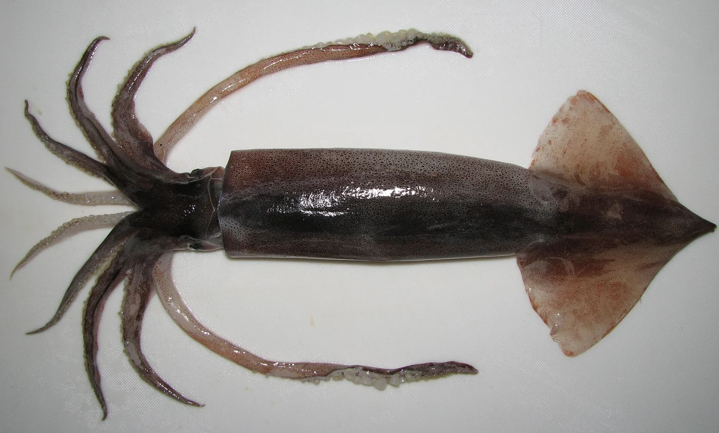 Common flying squid