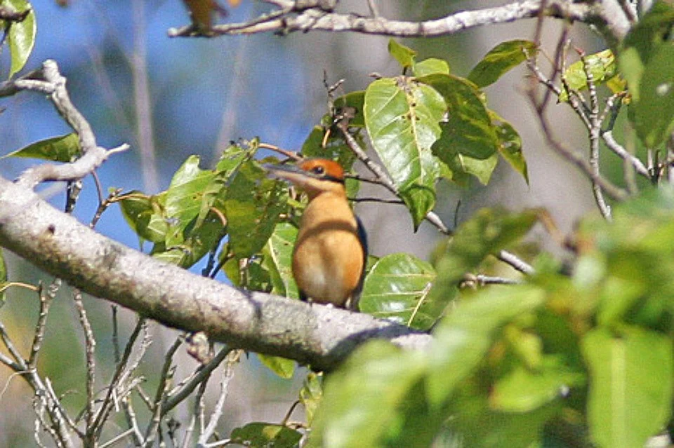 Cinnamon-backed Kingfisher