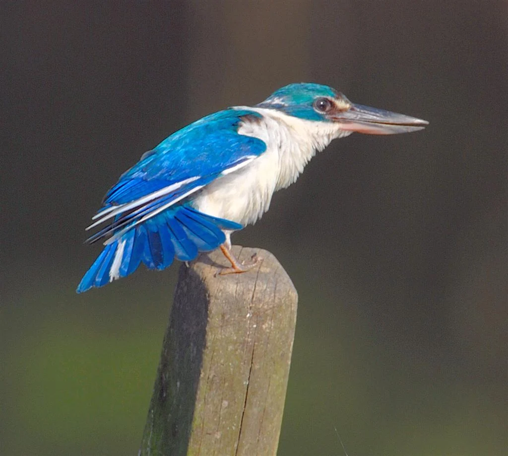 Asian Collared Kingfisher