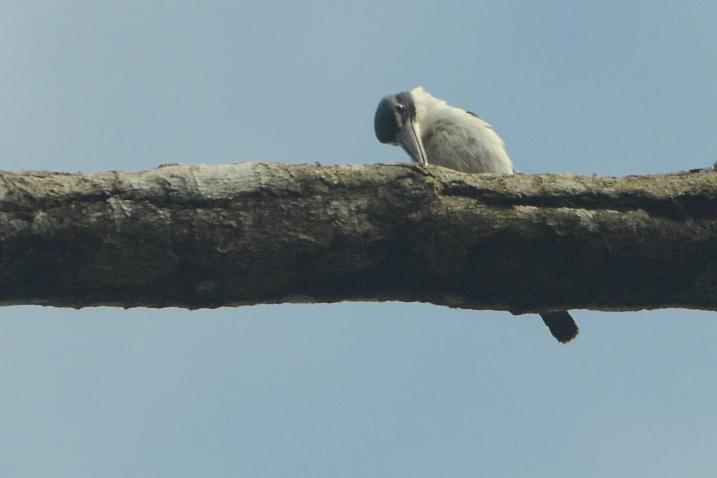 Talaud Kingfisher