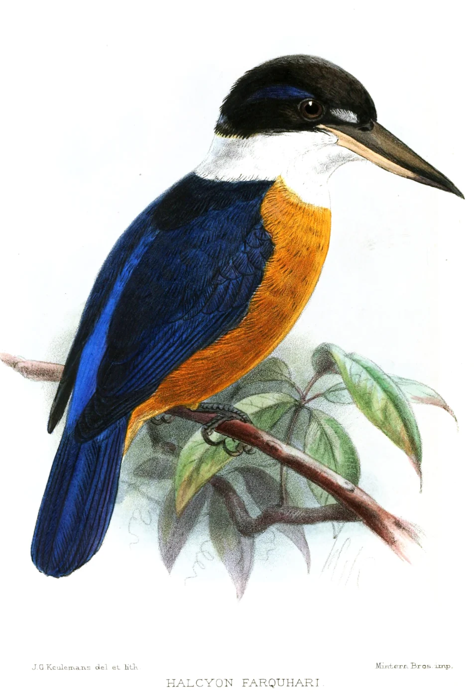 Chestnut-bellied Kingfisher