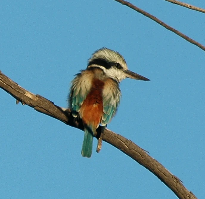 Red-backed Kingfisher