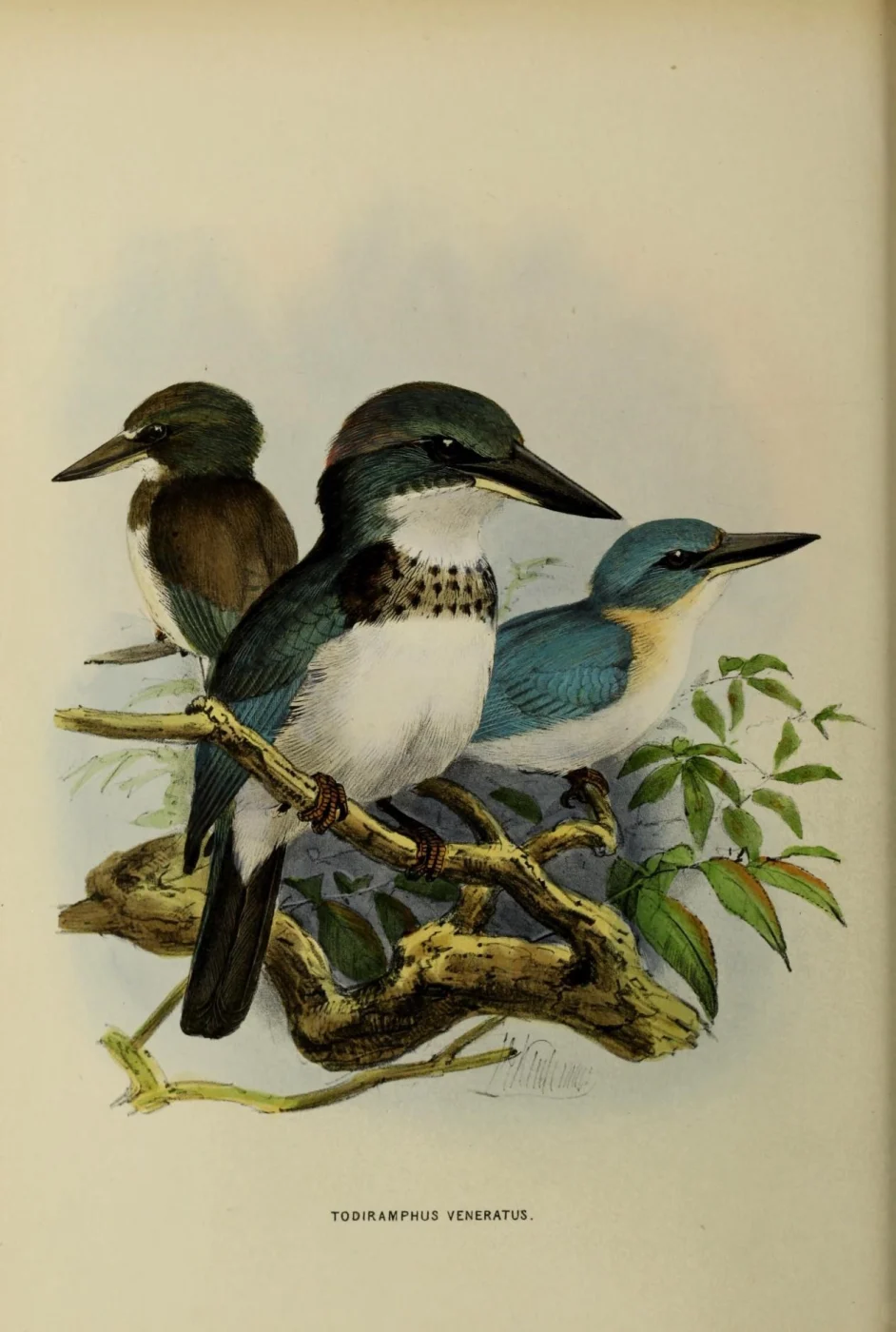 Society Kingfisher