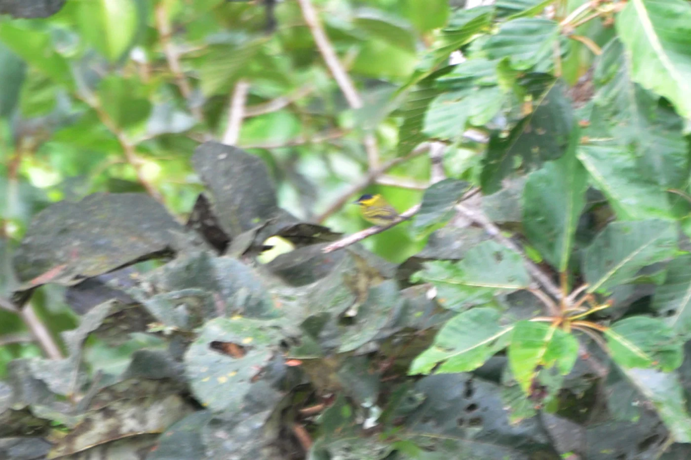 Yellow-browed Tody-Flycatcher