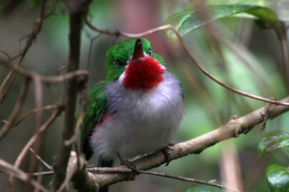 Narrow-billed Tody