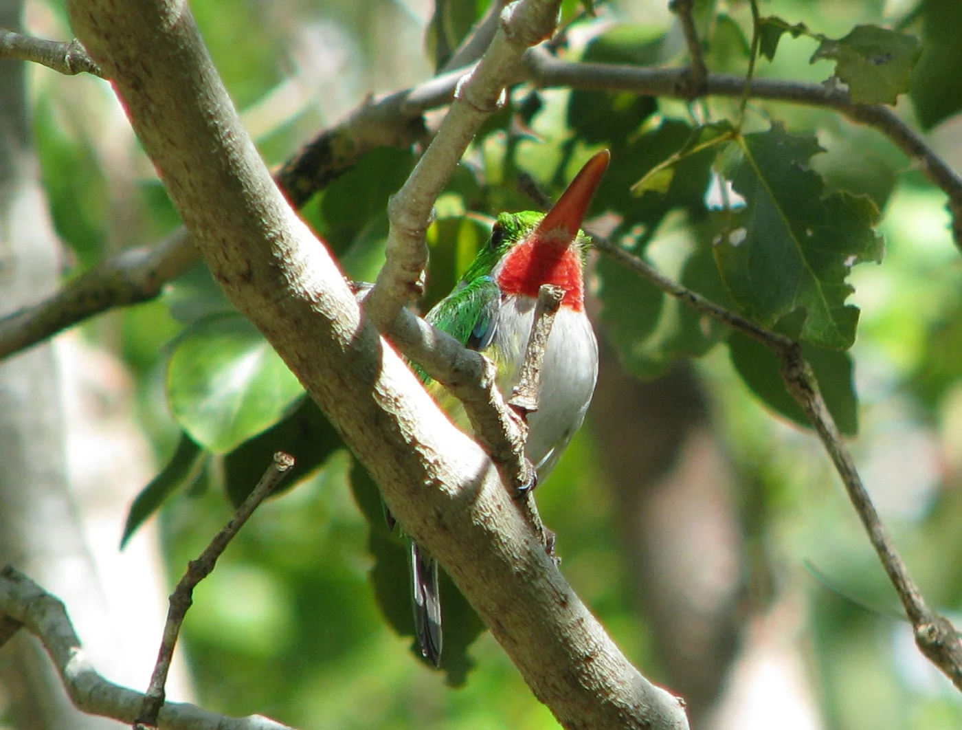 Puerto Rican Tody