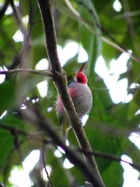 Cuban Tody