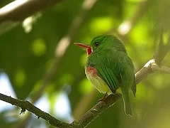 Jamaican Tody