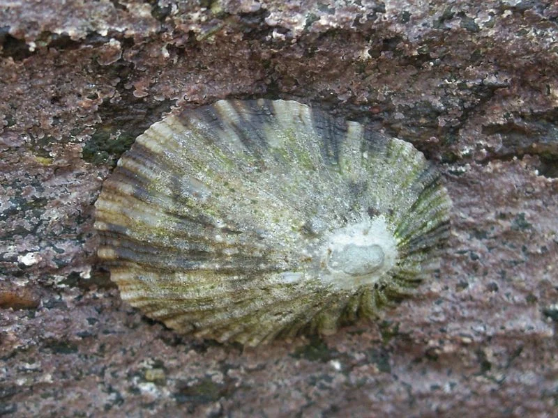 Toreuma gegenbauri