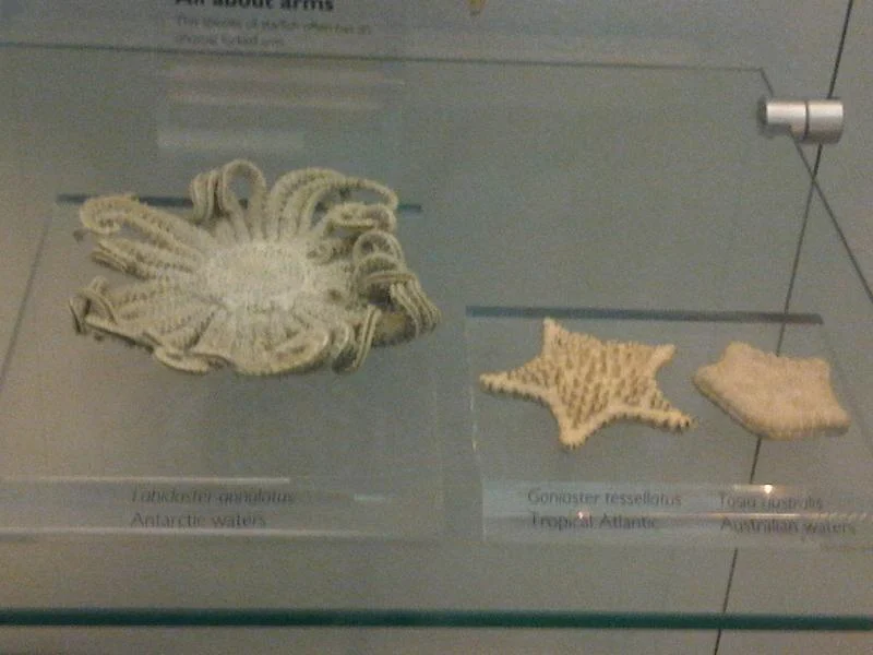Common Biscuit Star