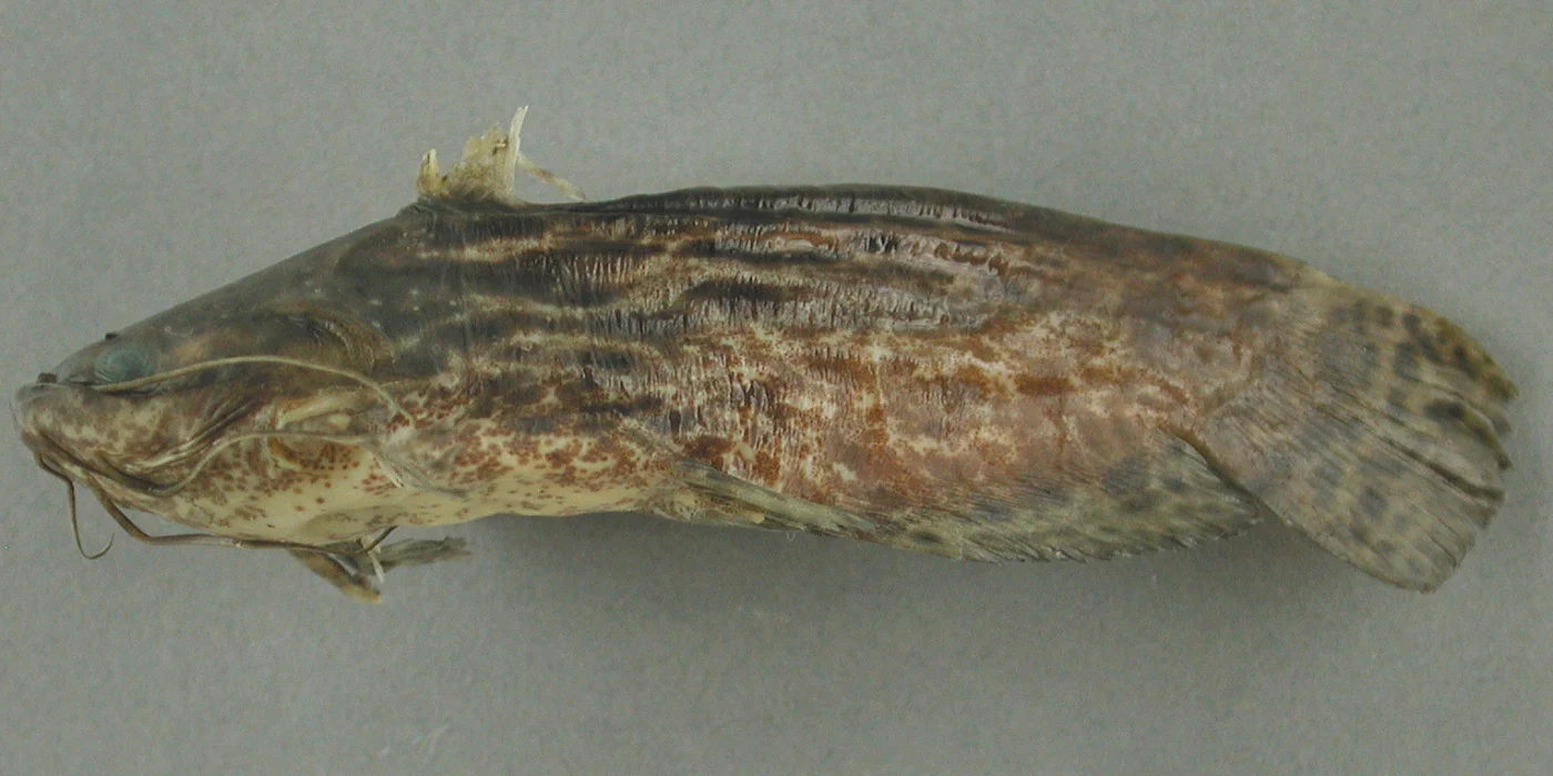 Wood catfish
