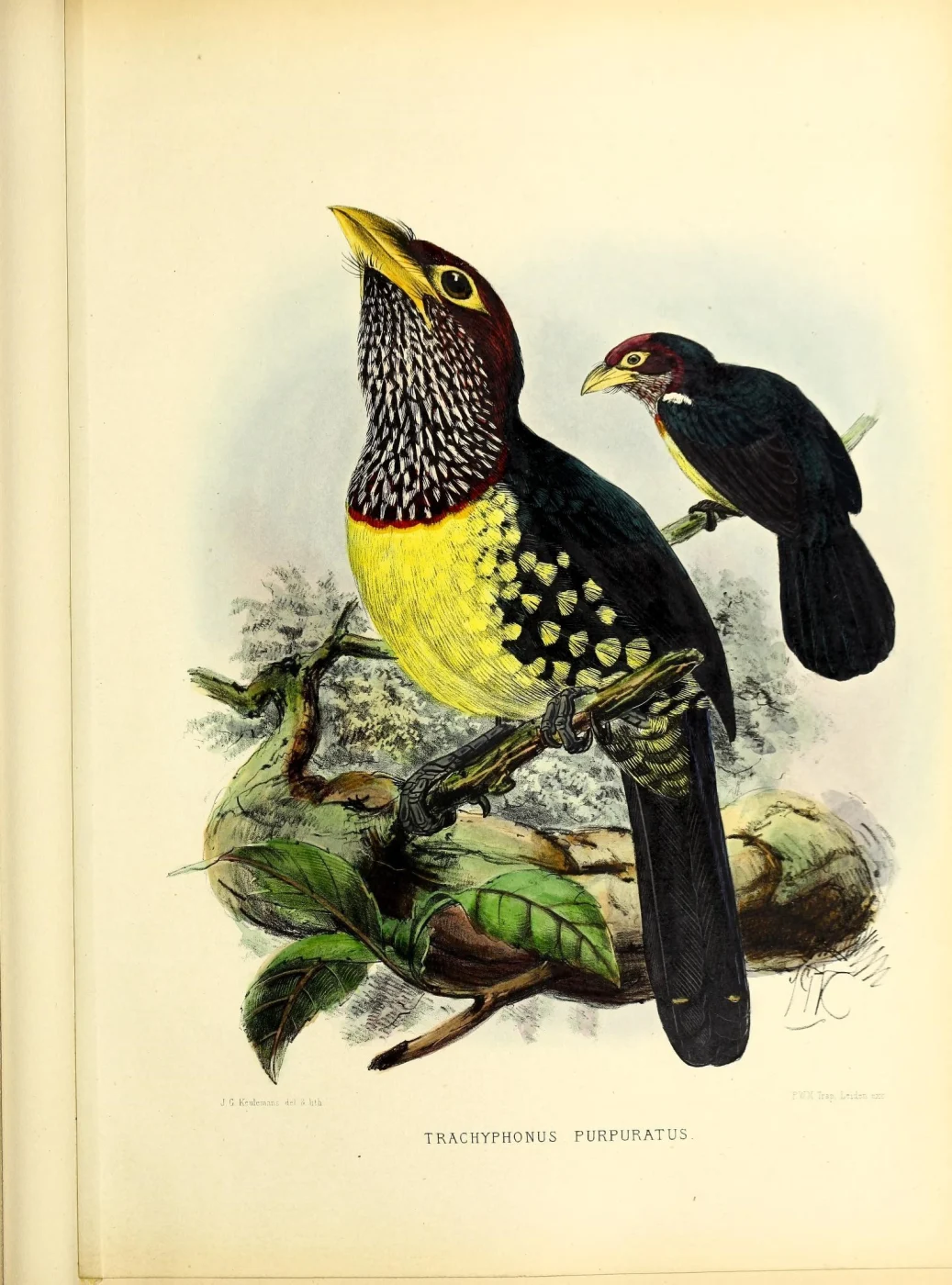 Yellow-billed Barbet