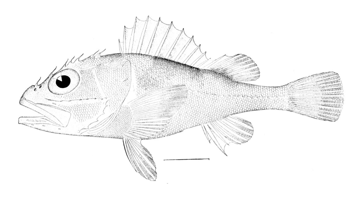 Trachyscorpia longipedicula
