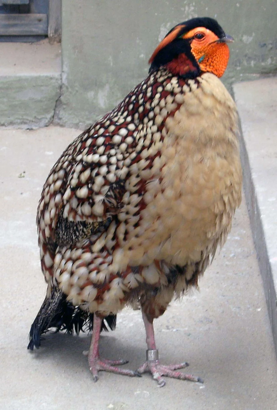 Cabot's Tragopan
