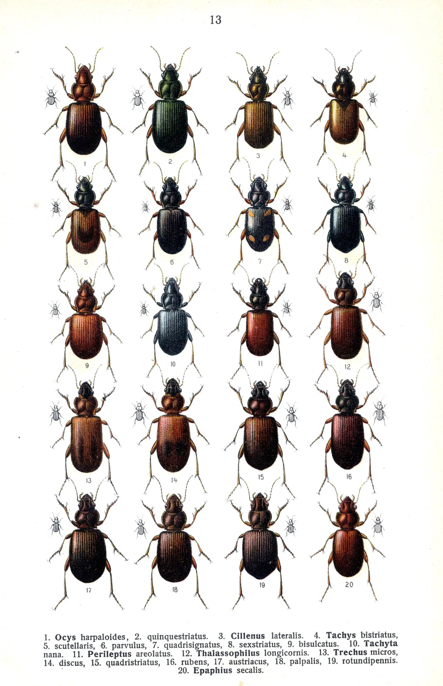 Trechoblemus westcotti