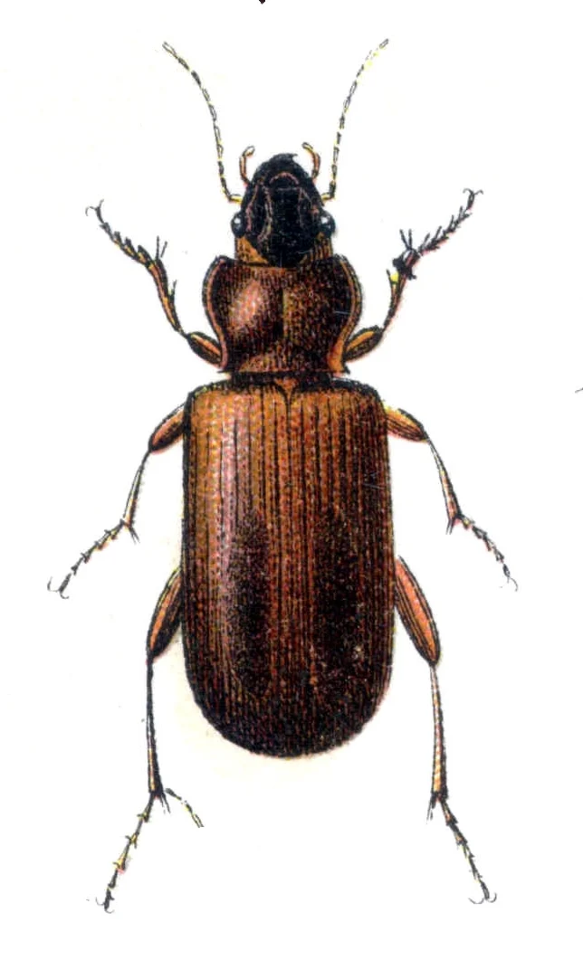 Trechus cumberlandus