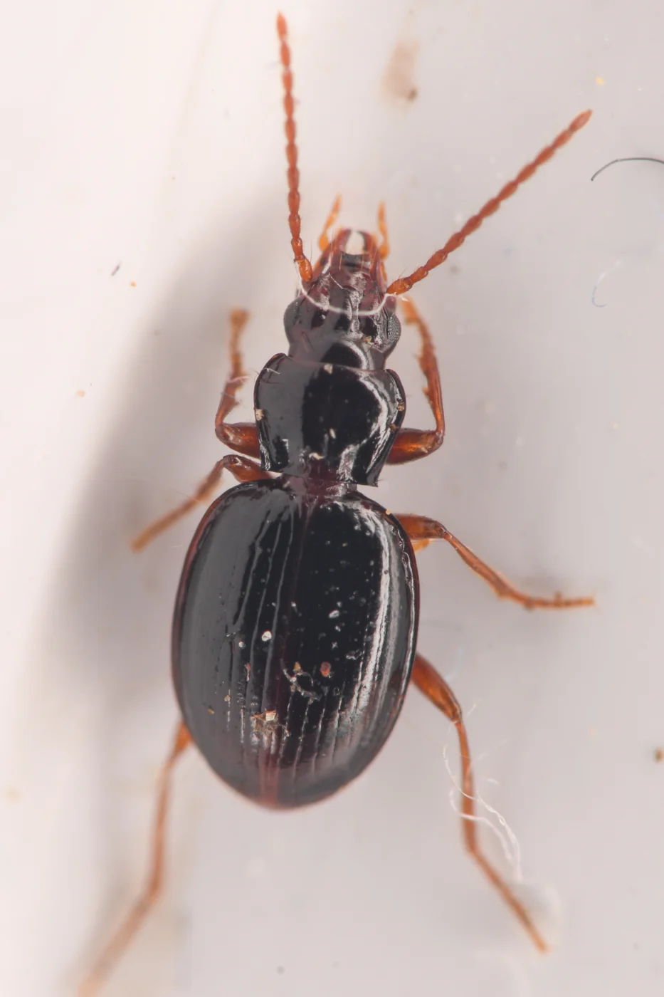 Trechus ovipennis