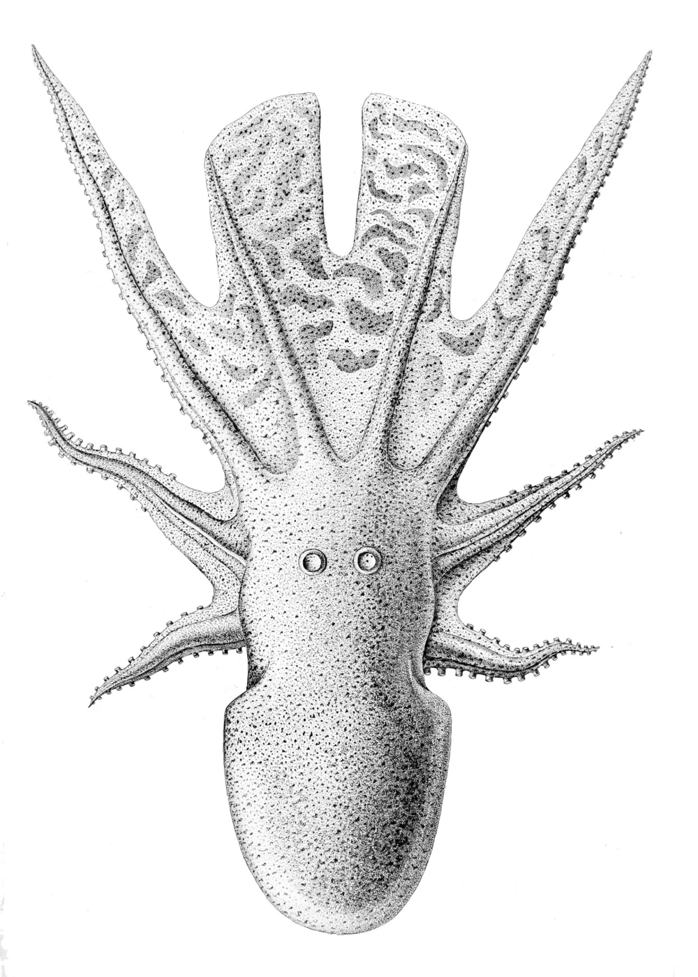 gelatinous blanket octopus