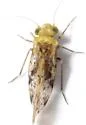Trichadenotecnum castum