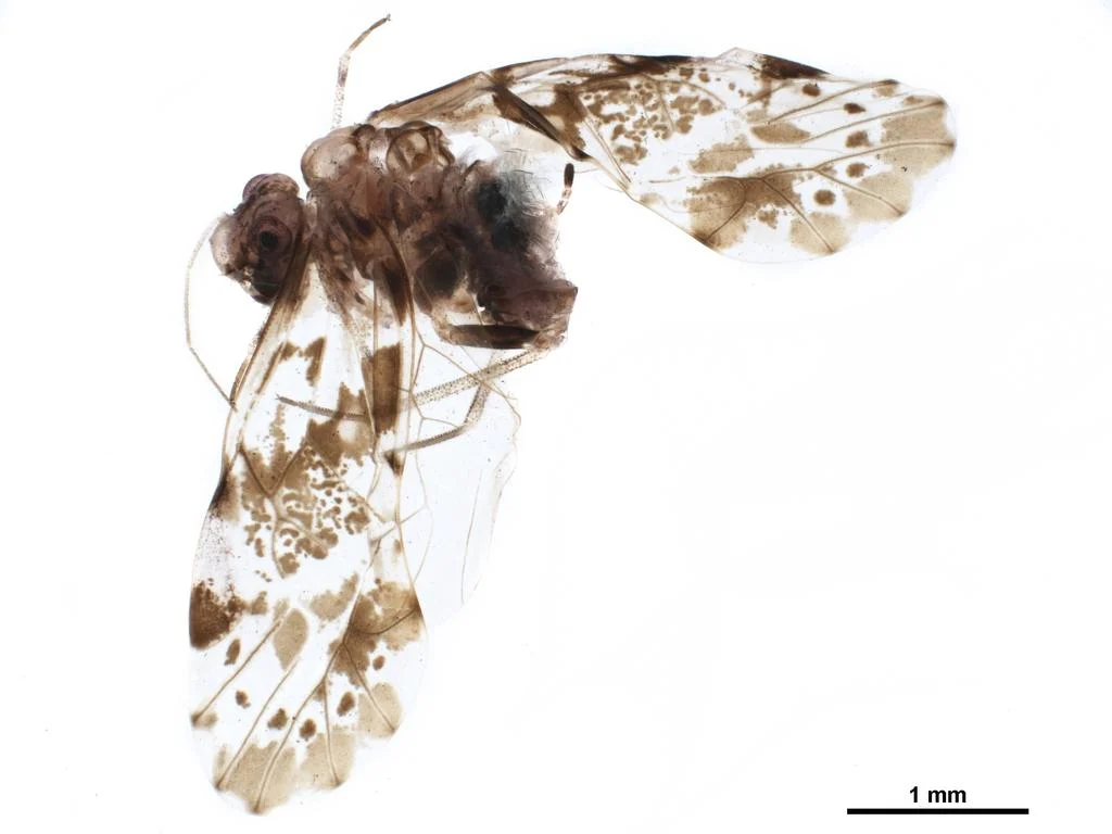 Trichadenotecnum slossonae