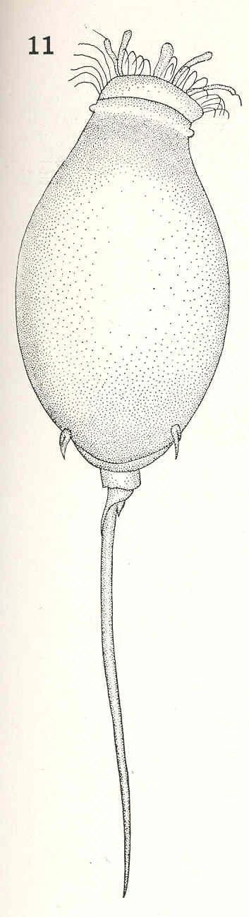 Trichocerca bicuspes