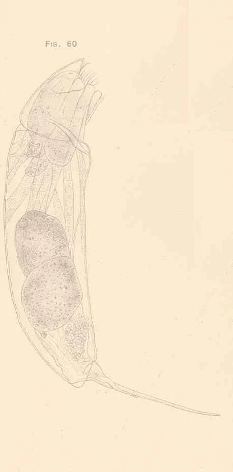 Trichocerca capucina
