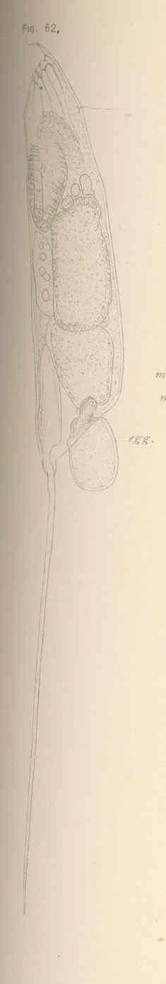 Trichocerca cylindrica